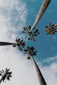 椰子树