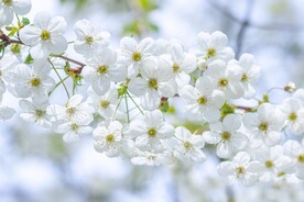 梅花