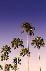 椰子树