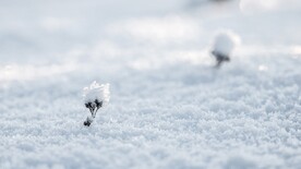 雪地