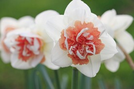 水仙花