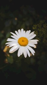 洋甘菊