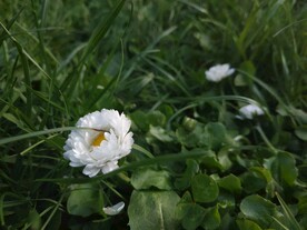 洋甘菊