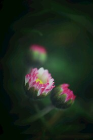 小雏菊