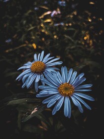 洋甘菊