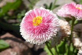 小雏菊
