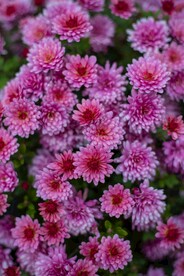 一片菊花