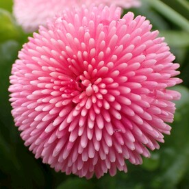 粉色鲜花