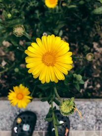 黄色菊花