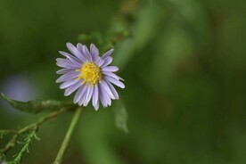 紫色菊花