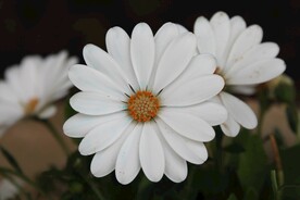 白色菊花