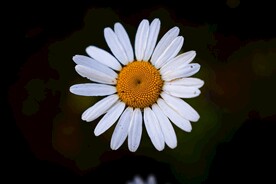 小菊花