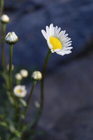 野花