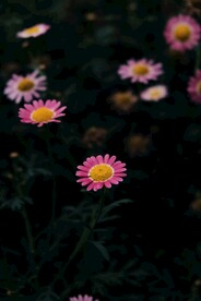 粉色菊花
