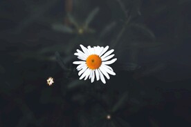 小菊花