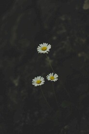 3朵白花