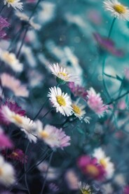 唯美鲜花