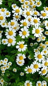 小菊花