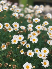 小雏菊