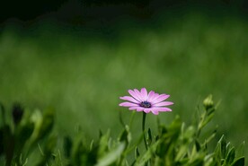 小雏菊