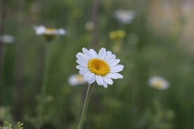 小雏菊