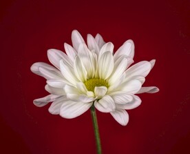 雏菊鲜花
