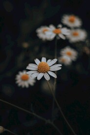 小雏菊