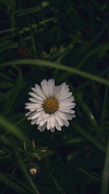 小雏菊
