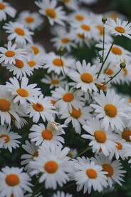小雏菊