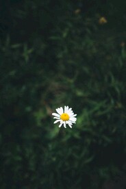 小雏菊