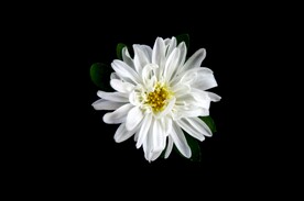 小雏菊