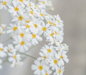 小雏菊 