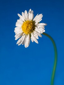 小雏菊