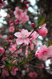 桃花