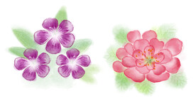 水彩花卉