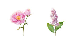 水彩花卉