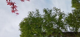 鸡爪槭