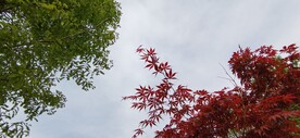 鸡爪槭