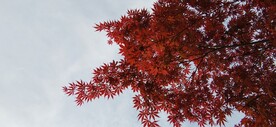 鸡爪槭