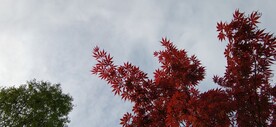 鸡爪槭