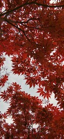 鸡爪槭