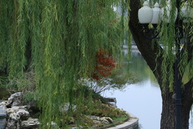 垂柳风景  