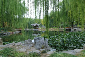垂柳风景  