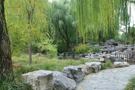 垂柳风景  