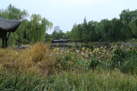 荷塘风景 