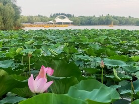 一捧莲花