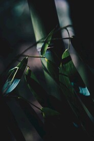 竹子