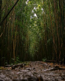 竹林石子路摄影