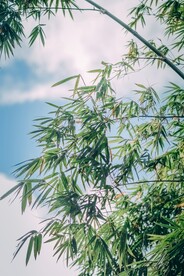 竹叶唯美摄影