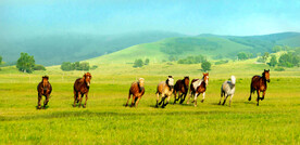 内蒙乌兰布统草原